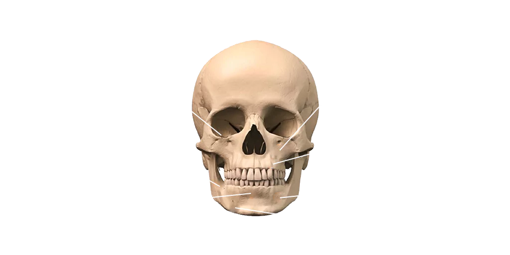 Bone